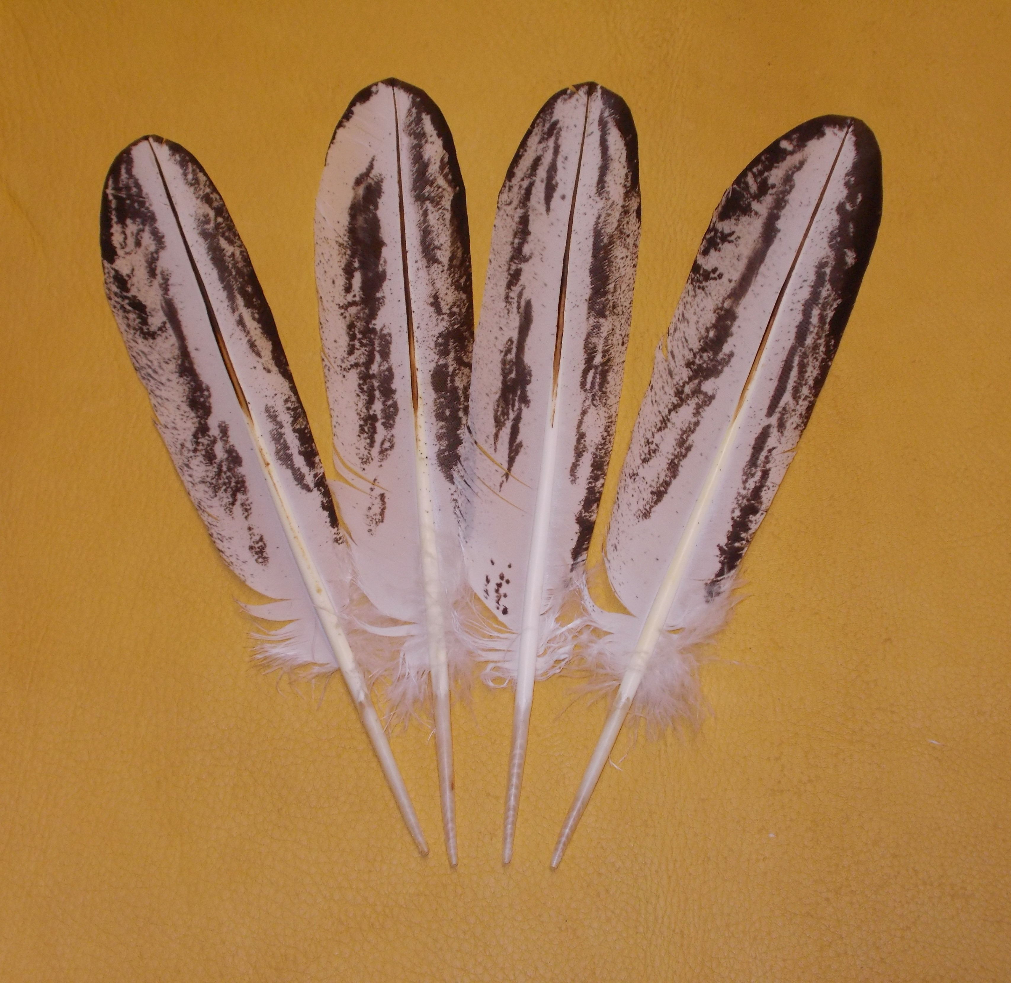 Peacock feathers for sale